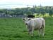 Kirkton_011