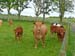 Kirkton_022